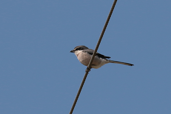 Iberische klapekster